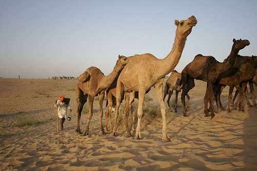 Sahara Destinations