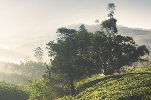 Munnar