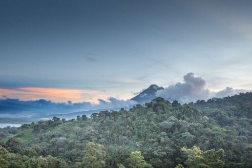Cloud Forest