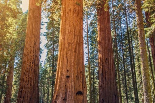 Sequoia