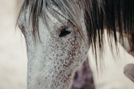 Close-up of a Lipizzaner horse at Lipica Stud Farm, Slovenia